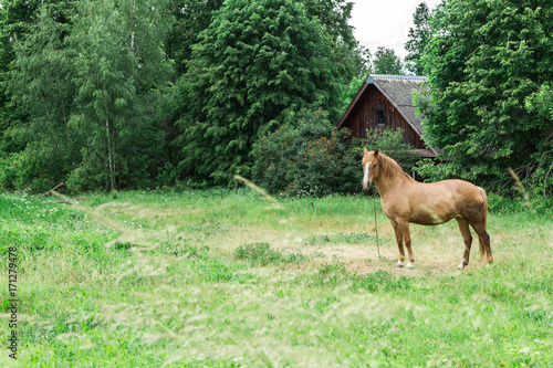 The horse walks in a field near a wooden house