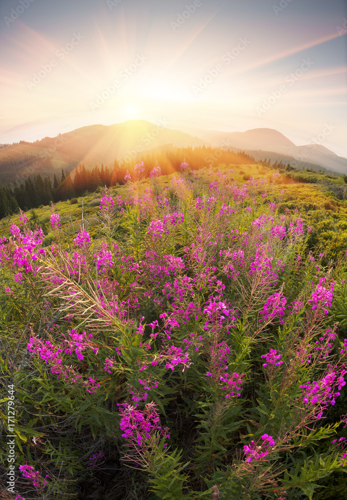 Fototapeta premium Willow-tea at dawn