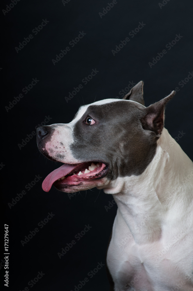 Staffordshire terrier potrait on black background at studio