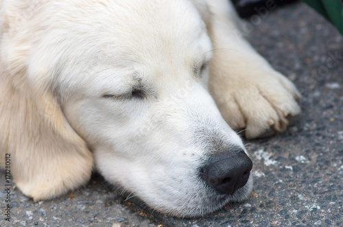 Labrador retriever close-up