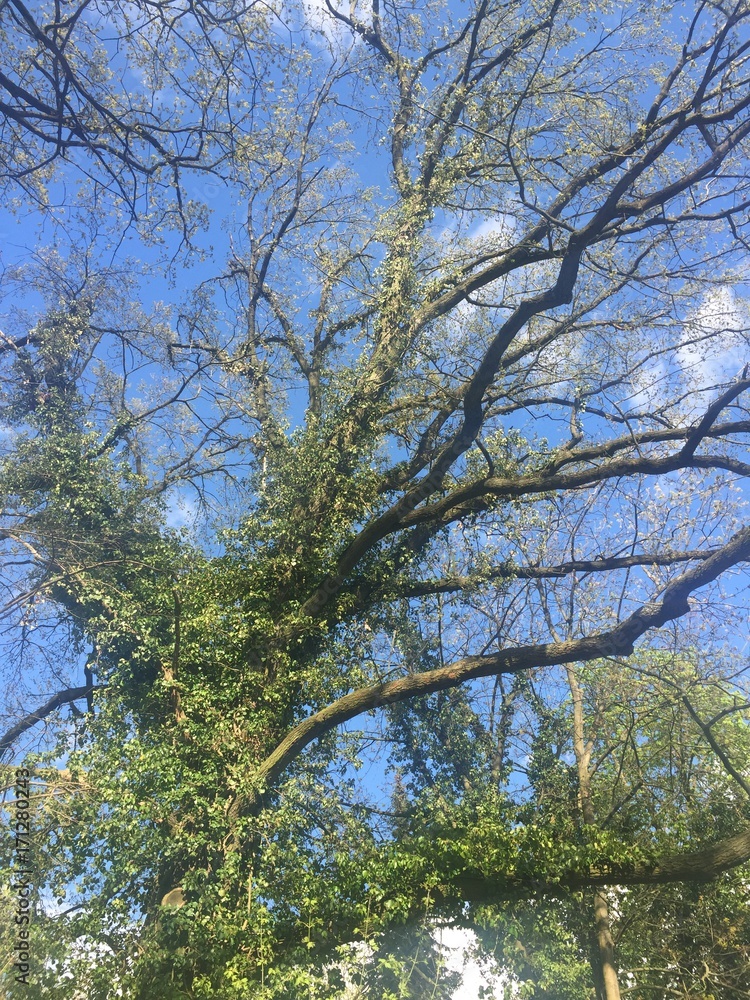 Fototapeta premium Baum mit Efeu bewachsen