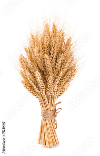 Bushy sheaf of wheat isolated on white background