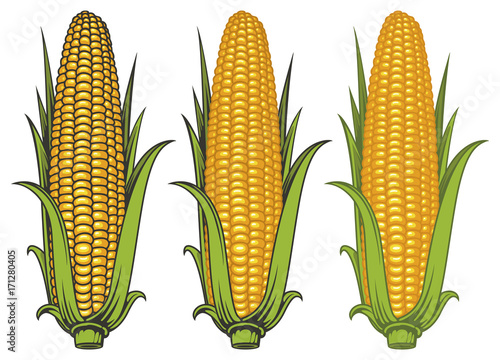 Set of vector images of corncobs with yellow corns and green leaves on a white background. Realistic illustration of the ripe corn on the cob. Design element