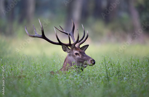 Fototapeta Naklejka Na Ścianę i Meble -  Red deer portrait