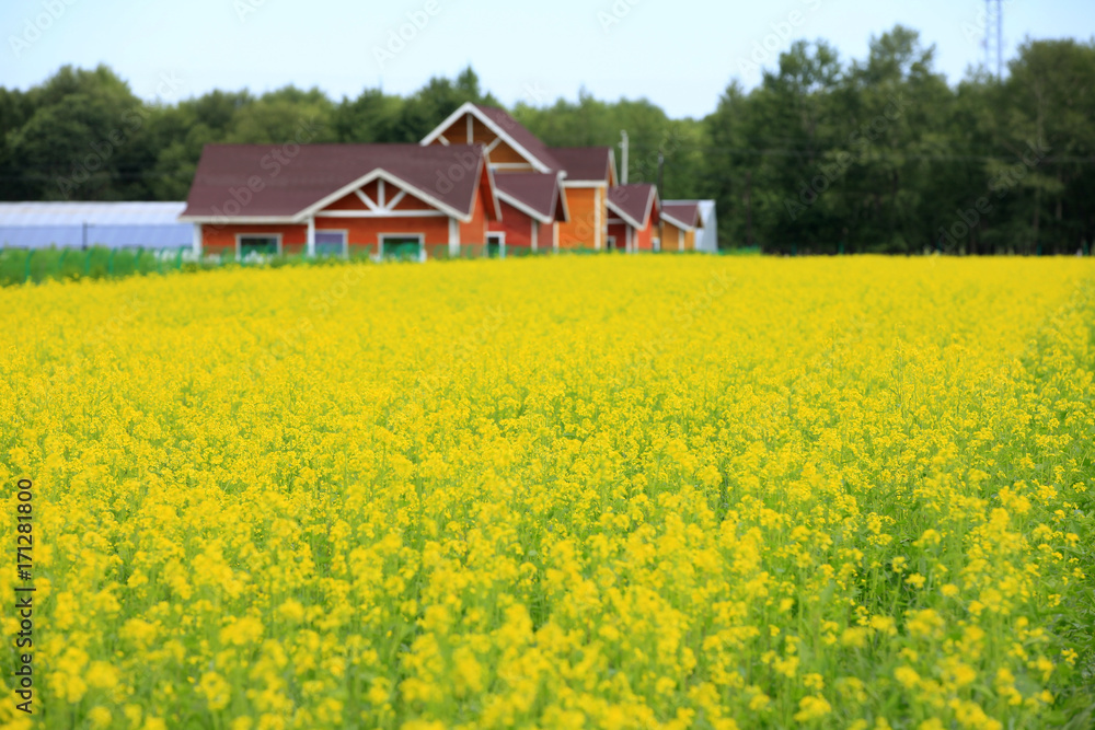 rape flower