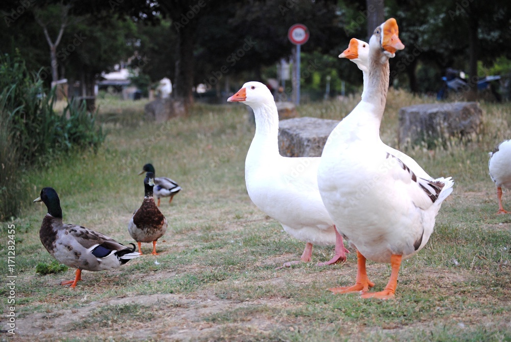 Obraz premium Oies et canards