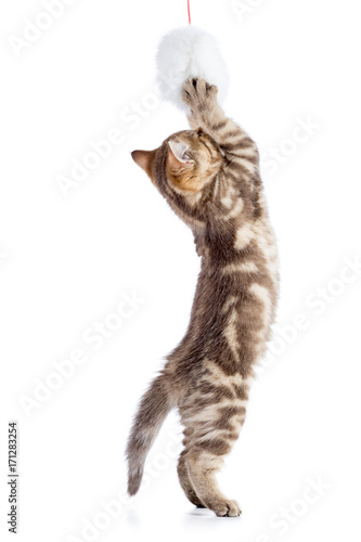 Fototapeta Naklejka Na Ścianę i Meble -  Funny cat kitten playing plush toy on white background