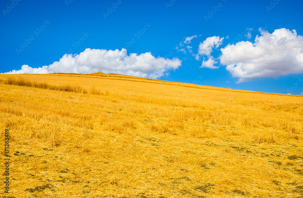 Gold field and blue sky with cloud.