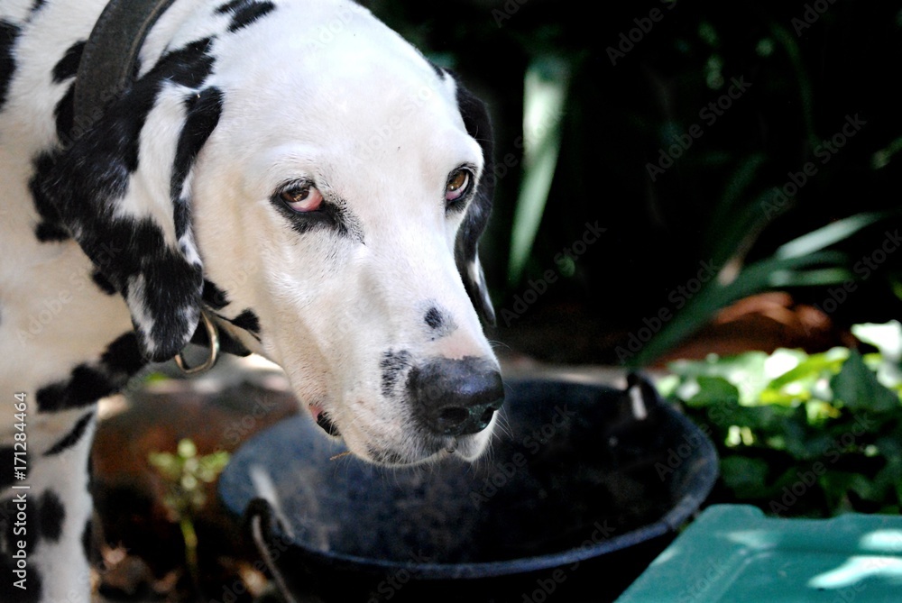 Obraz premium Dalmatien