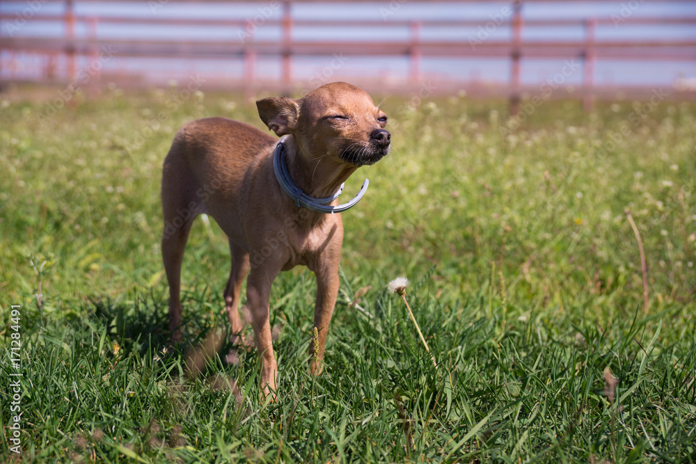 Toy Terrier Toy Terrier