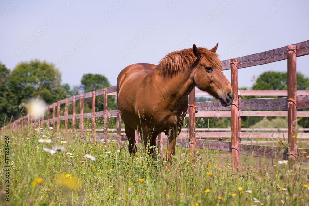 Fototapeta premium Red horse