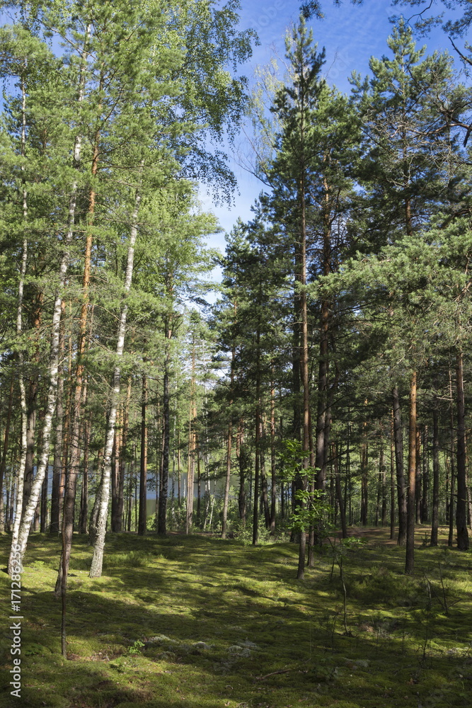 Obraz premium Summer forest in a midland of Europe