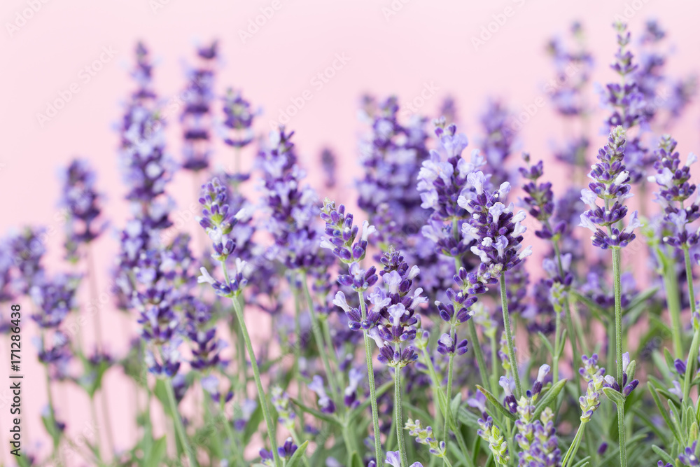 Lavender flowers. Lavender flowers.