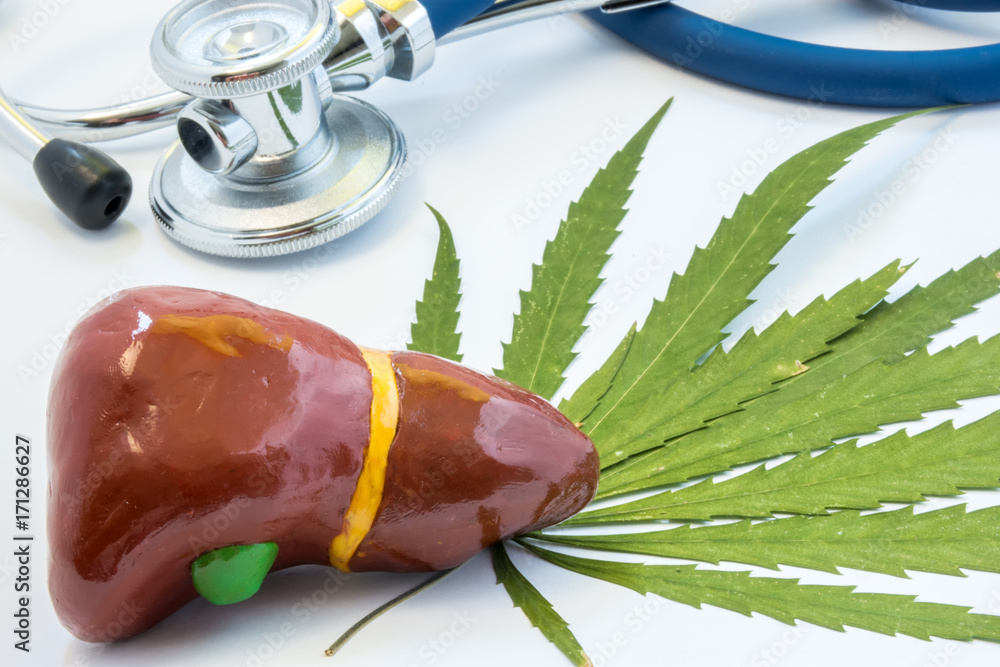 Cannabis and liver with gallbladder. Marijuana and hepar. Influence