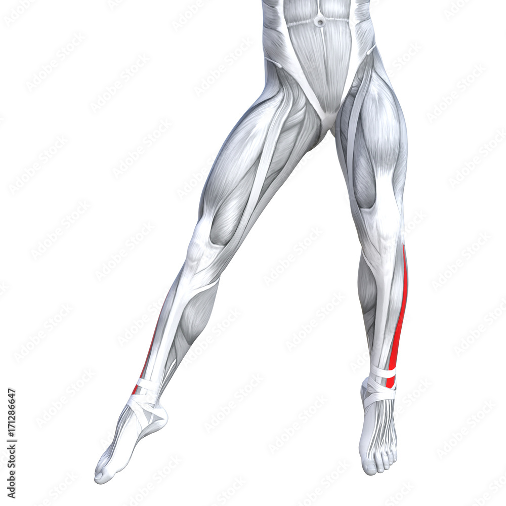 Concept conceptual 3D illustration fit strong front lower leg human anatomy, anatomical muscle isolated white background for body medical health tendon foot and biological gym fitness muscular system Concept conceptual 3D illustration fit strong front lower leg human anatomy, anatomical muscle isolated white background for body medical health tendon foot and biological gym fitness muscular system