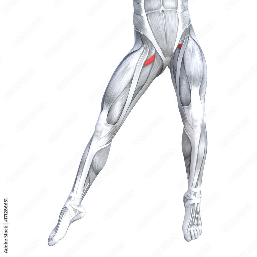 Concept conceptual 3D illustration fit strong front upper leg human anatomy, anatomical muscle isolated white background for body medical health tendon foot and biological gym fitness muscular system Concept conceptual 3D illustration fit strong front upper leg human anatomy, anatomical muscle isolated white background for body medical health tendon foot and biological gym fitness muscular system