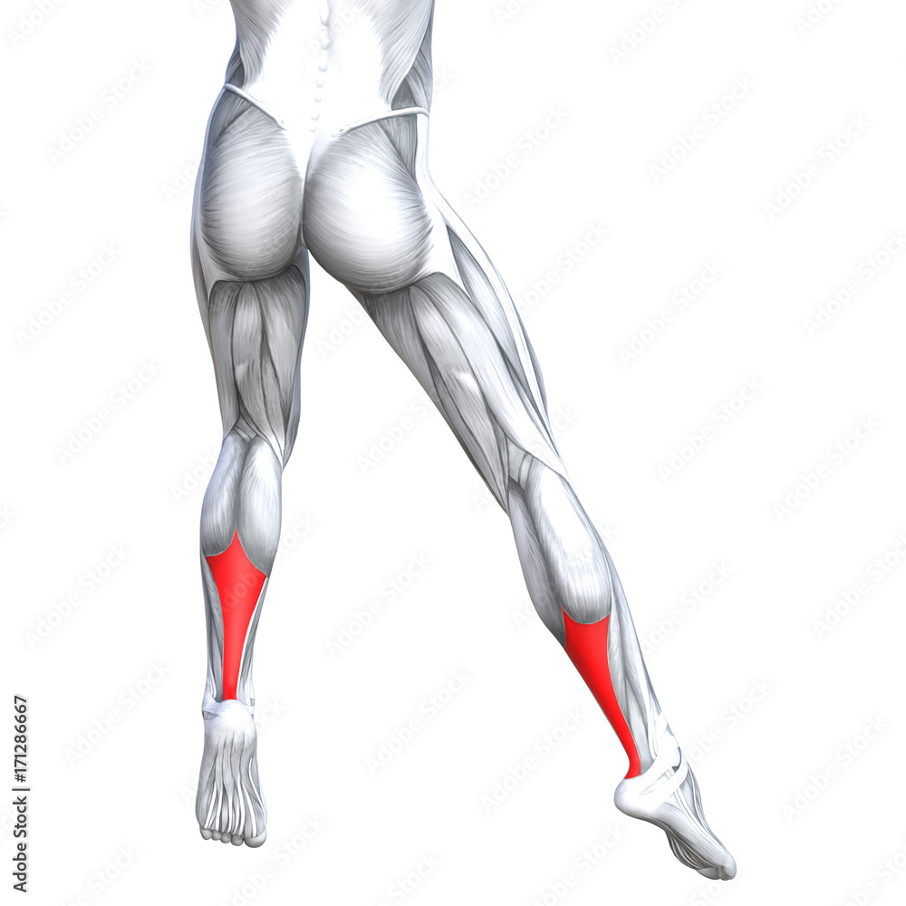 Concept conceptual 3D illustration fit strong back lower leg human anatomy, anatomical muscle isolated white background for body medical health tendon foot and biological gym fitness muscular system Concept conceptual 3D illustration fit strong back lower leg human anatomy, anatomical muscle isolated white background for body medical health tendon foot and biological gym fitness muscular system