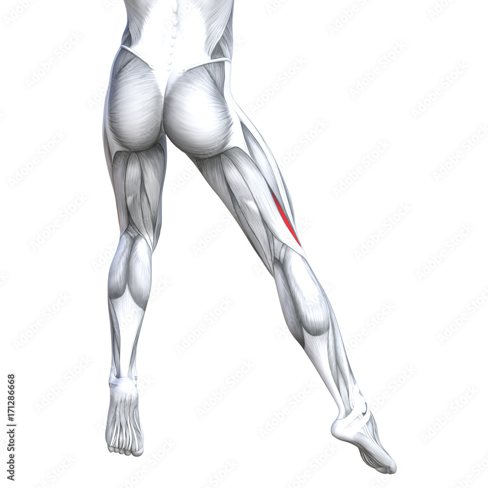 Concept conceptual 3D illustration fit strong back upper leg human anatomy, anatomical muscle isolated white background for body medical health tendon foot and biological gym fitness muscular system Concept conceptual 3D illustration fit strong back upper leg human anatomy, anatomical muscle isolated white background for body medical health tendon foot and biological gym fitness muscular system
