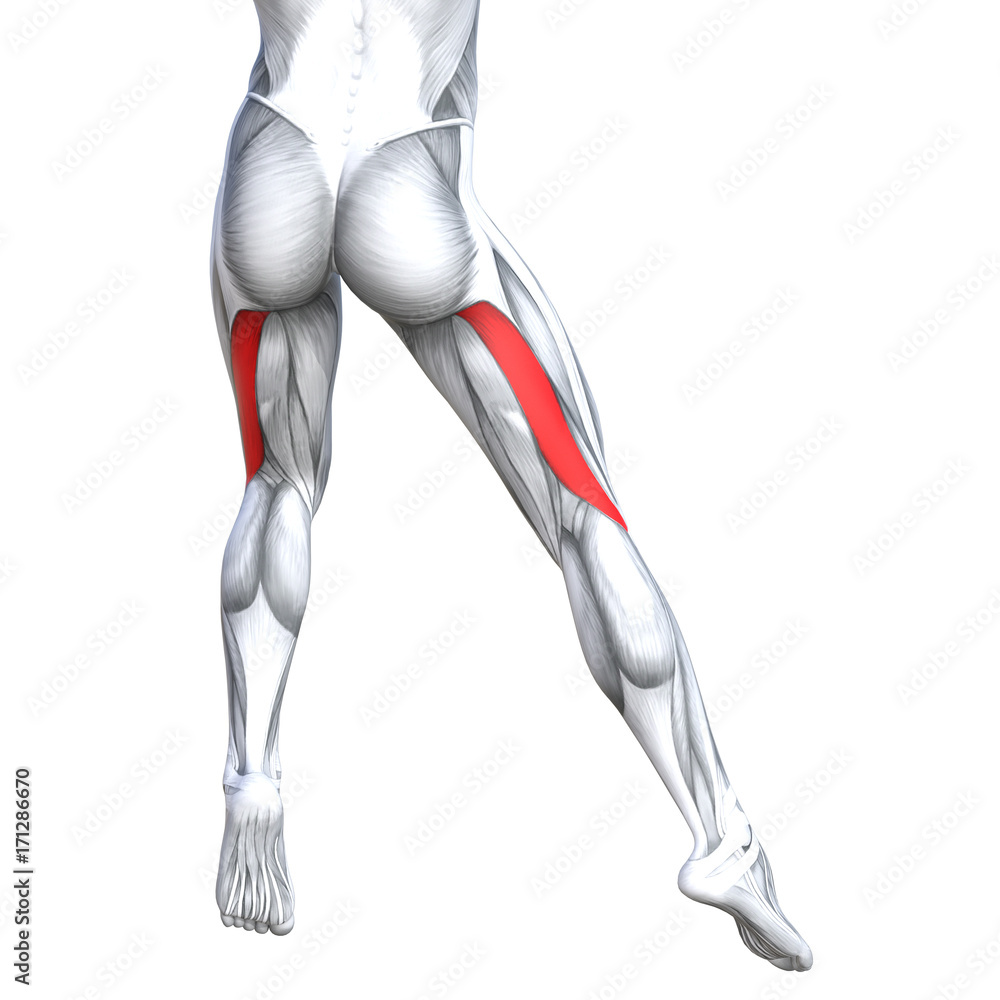 Concept conceptual 3D illustration fit strong back upper leg human anatomy, anatomical muscle isolated white background for body medical health tendon foot and biological gym fitness muscular system Concept conceptual 3D illustration fit strong back upper leg human anatomy, anatomical muscle isolated white background for body medical health tendon foot and biological gym fitness muscular system