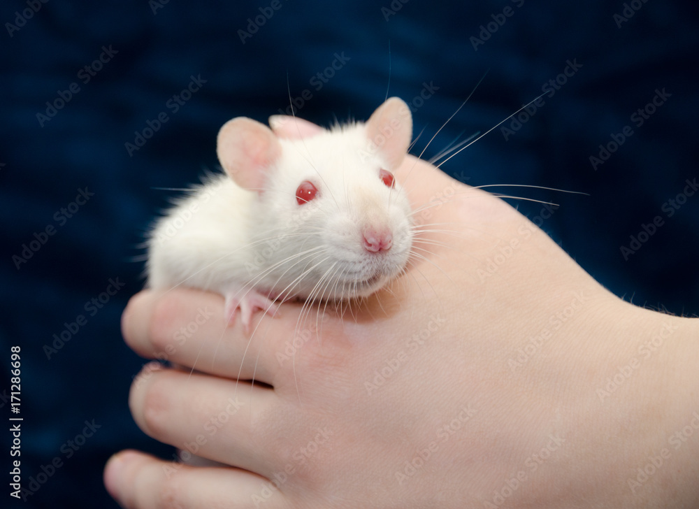 Cute curious white laboratory rat in a human hand (selective focus on the rat nose) Cute curious white laboratory rat in a human hand (selective focus on the rat nose)