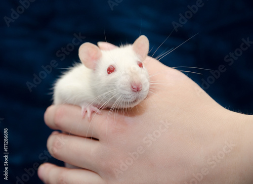 Cute curious white laboratory rat in a human hand (selective focus on the rat nose)