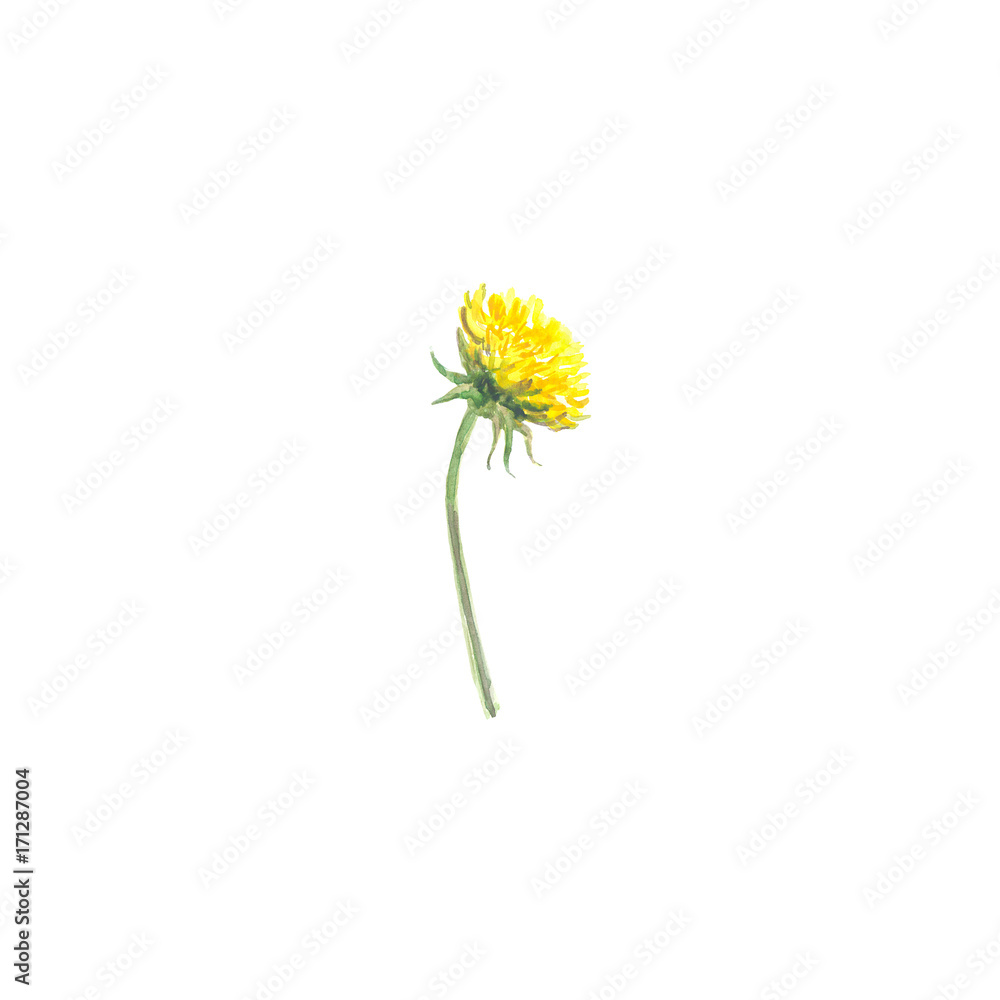 Bright watercolor flower with leaf isolated Bright watercolor flower with leaf isolated