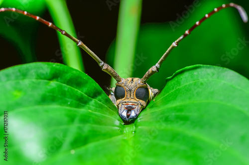 Batocera numitor insect photo