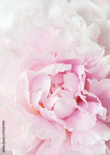 Fototapeta Naklejka Na Ścianę i Meble -  beautiful pink peony flower background