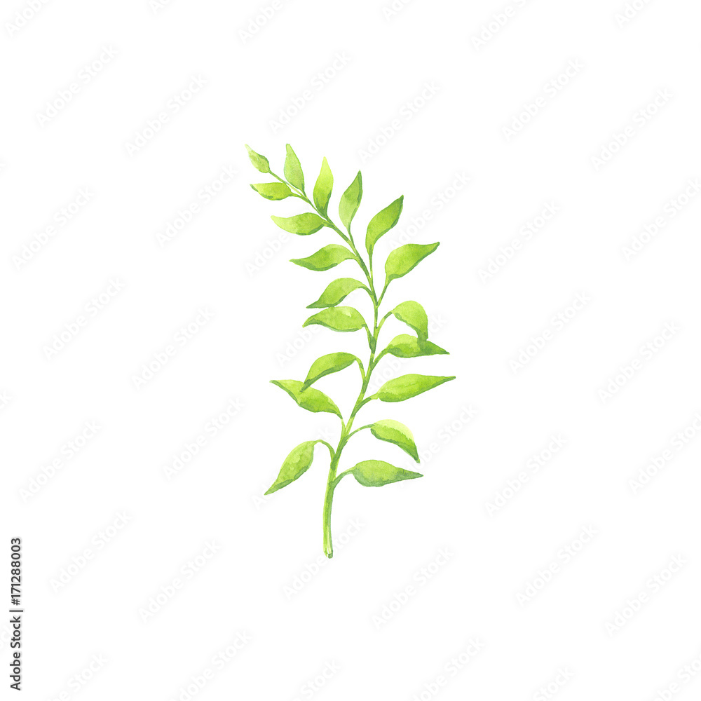 Bright watercolor leaf isolated Bright watercolor leaf isolated