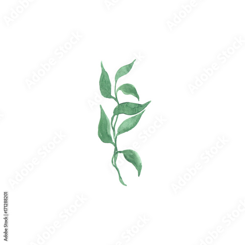 Bright watercolor leaf isolated