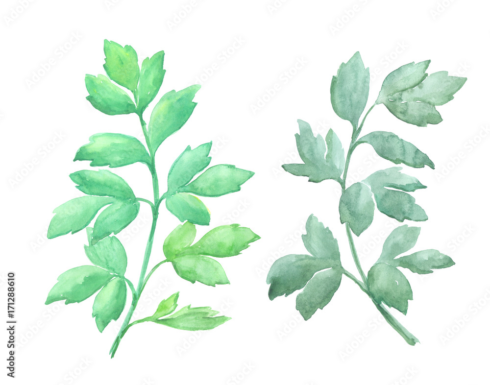 Fototapeta premium Bright watercolor leaf isolated white background