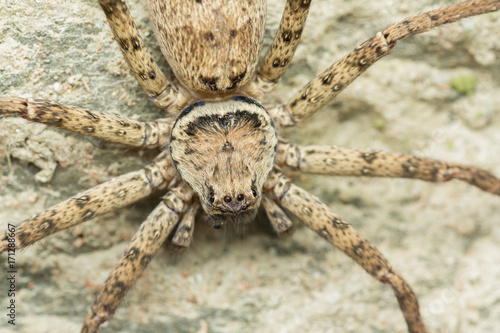 Macro photo of Huntsman Spider
