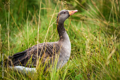 A gray goose sitting in the grass and looking around for food