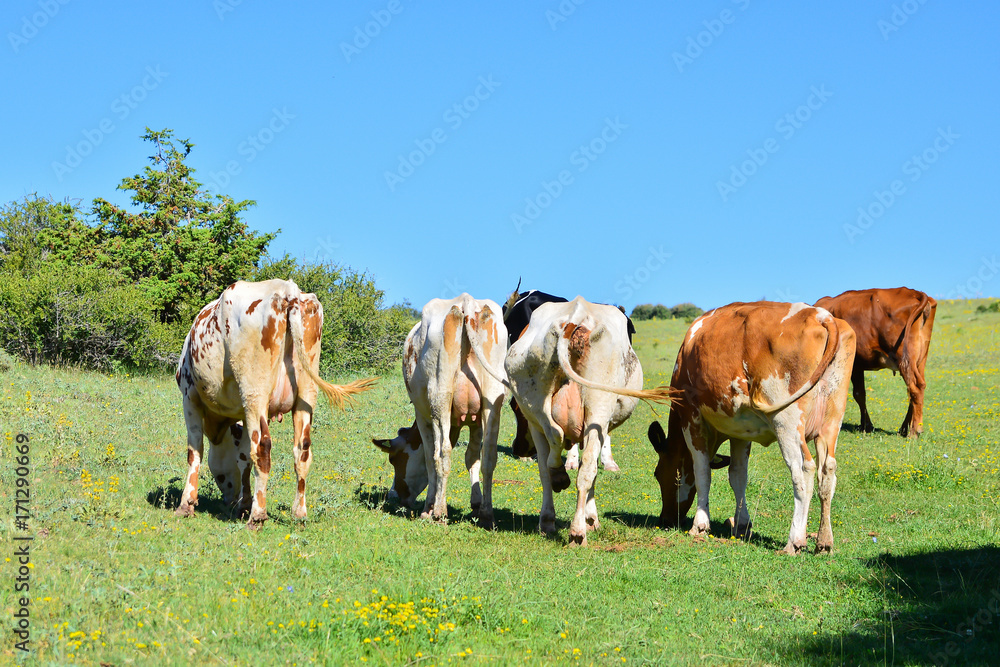 Fototapeta premium adventure in the alps