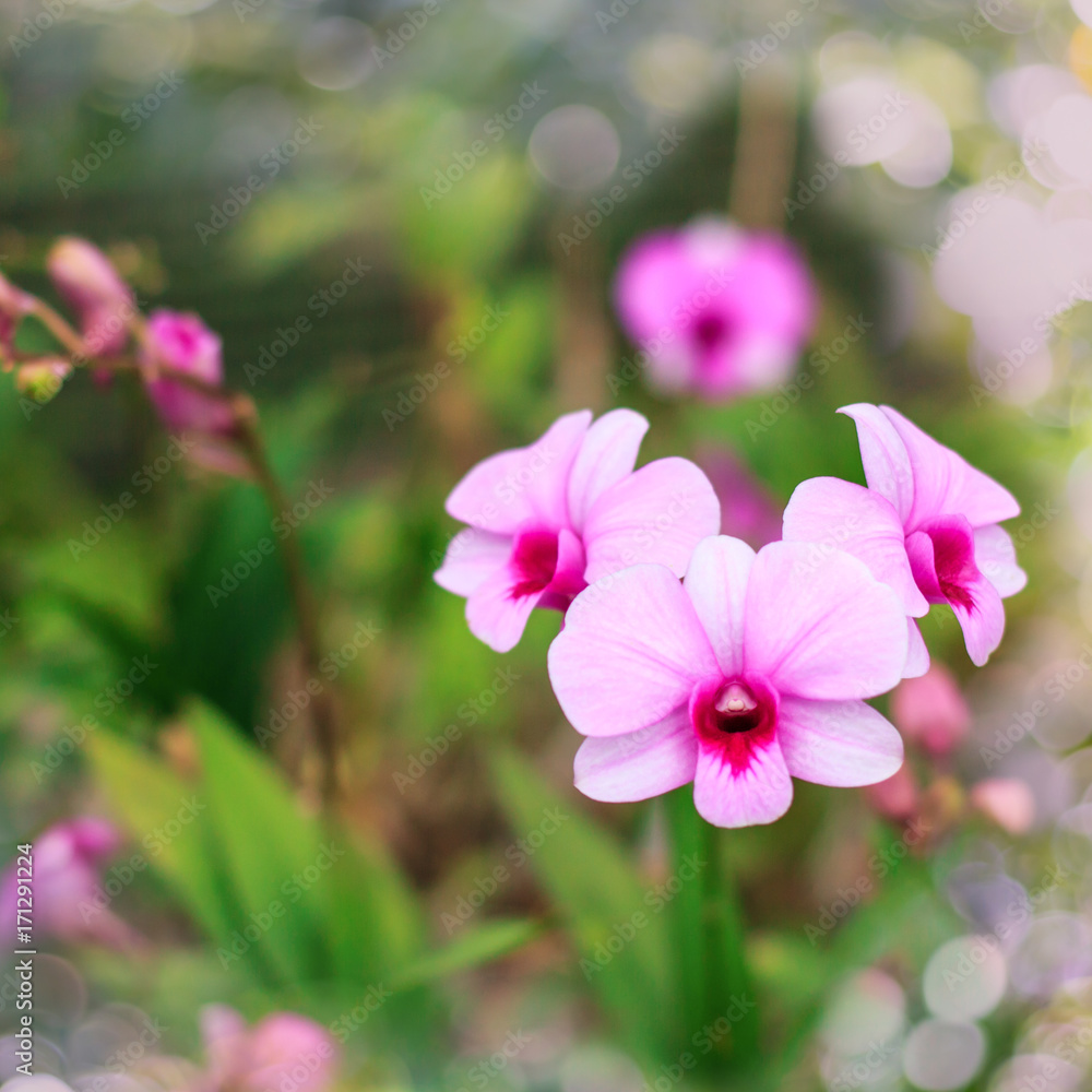 Blur purple orchid background Blur purple orchid background