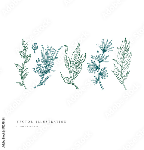 Hand drawn plant and collection. Vintage engraved flower set. Vector illustration
