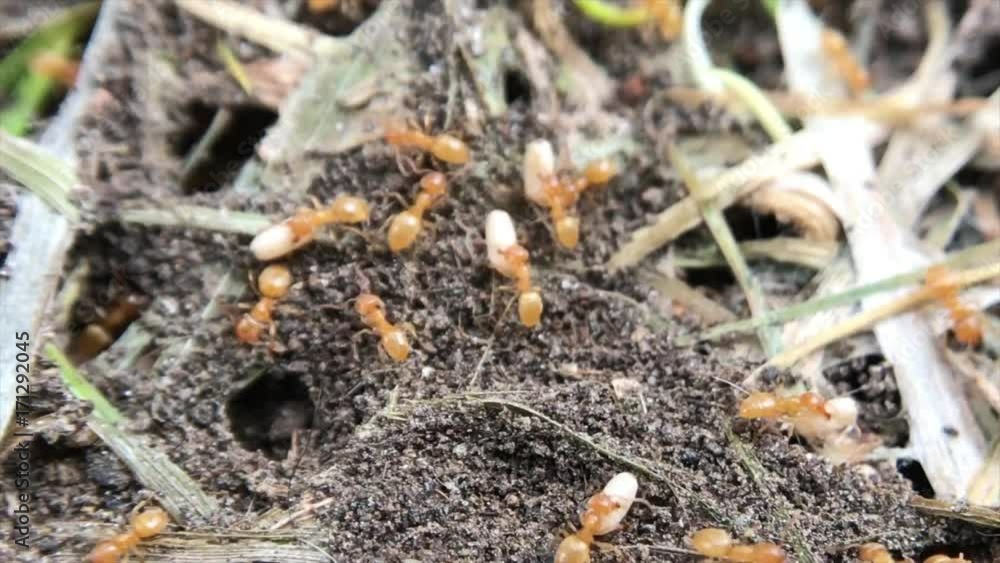 Ants scurrying to bury their eggs underground. Ants scurrying to bury their eggs underground.