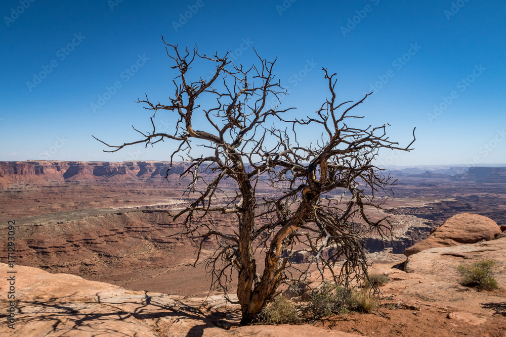 Toter Baum im Canyonlands Nationalpark