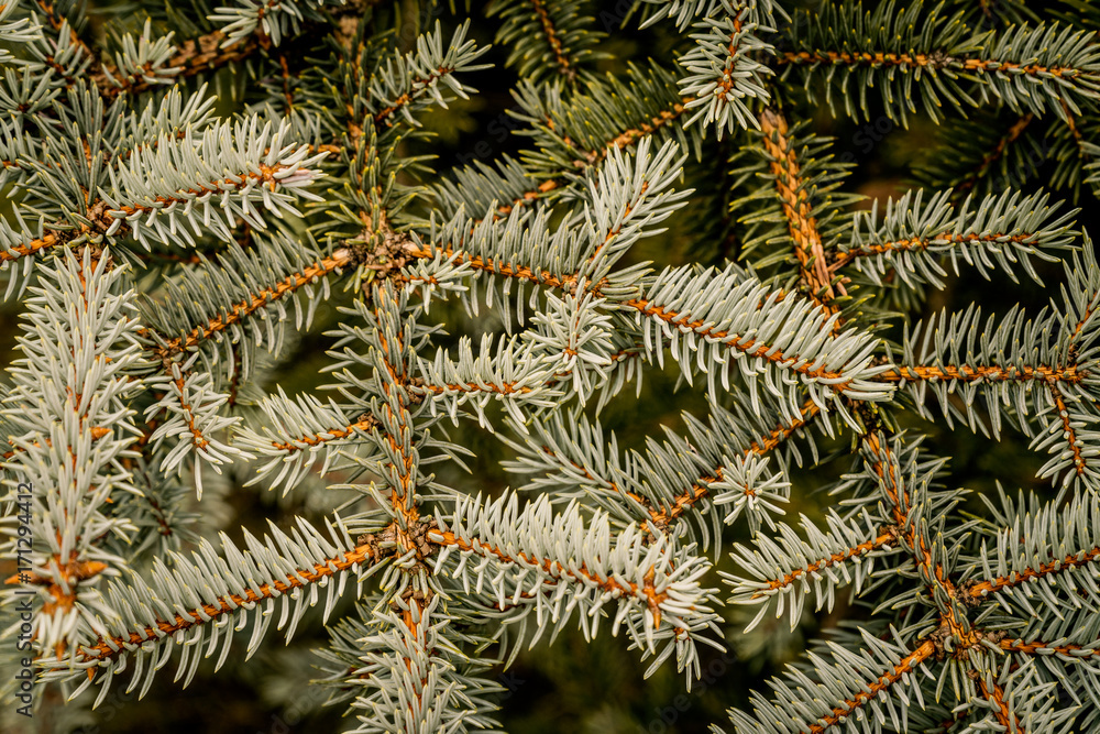 beautiful forest background with gray and green spruce needles