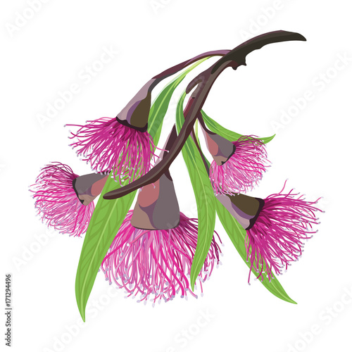 Pink flowering Gum tree Shrub Vector Illustration