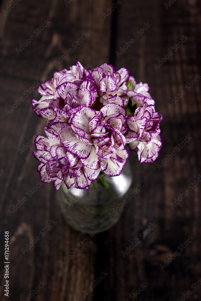 carnation carnation