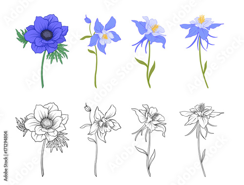 Print op canvas Columbine, aquilegia, anemone flowers.