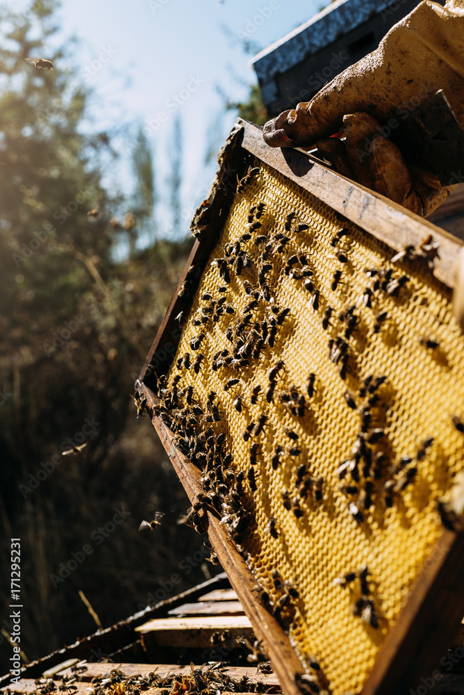 Beekeeper working collect honey. Beekeeper working collect honey.