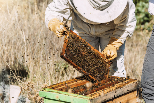 Beekeeper working collect honey.