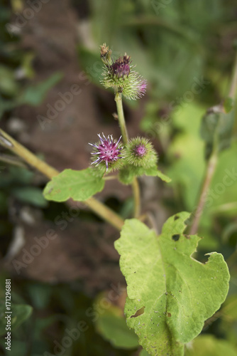 Arctium lappa