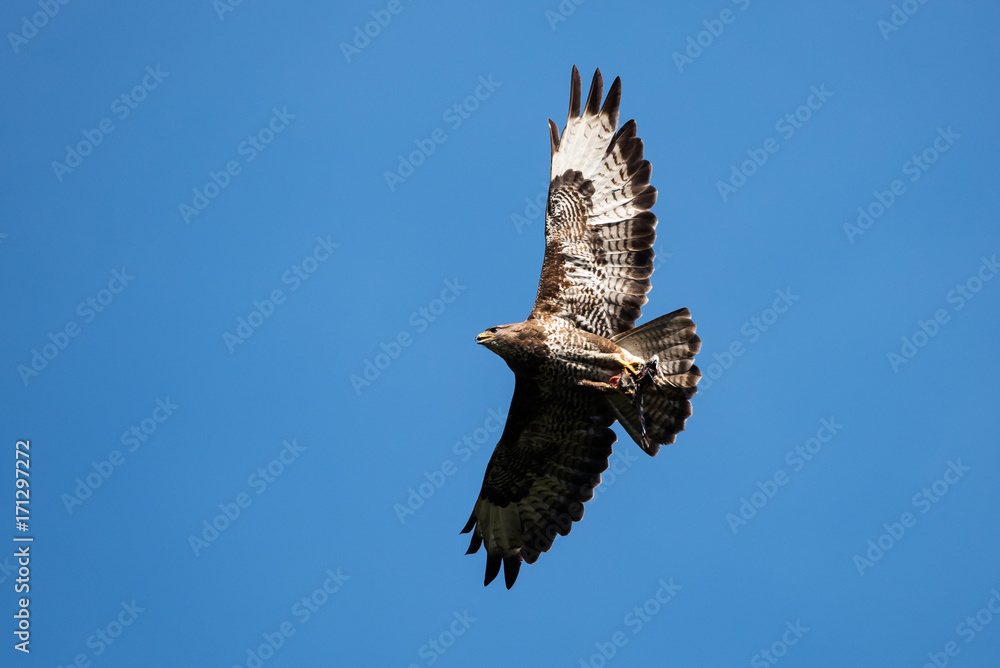 Obraz premium Common Buzzard, Buzzard - bird with prey.