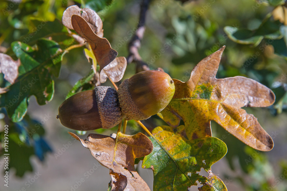 Bellotas madurando entre hojas y ramas de roble. En otoño Bellotas madurando entre hojas y ramas de roble. En otoño
