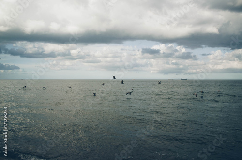birds flying low above the sea in dramatic cloudy day
