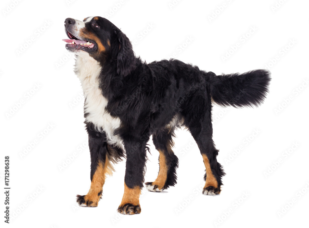 Bernese Mountain Dog in full growth looks sideways on a white background