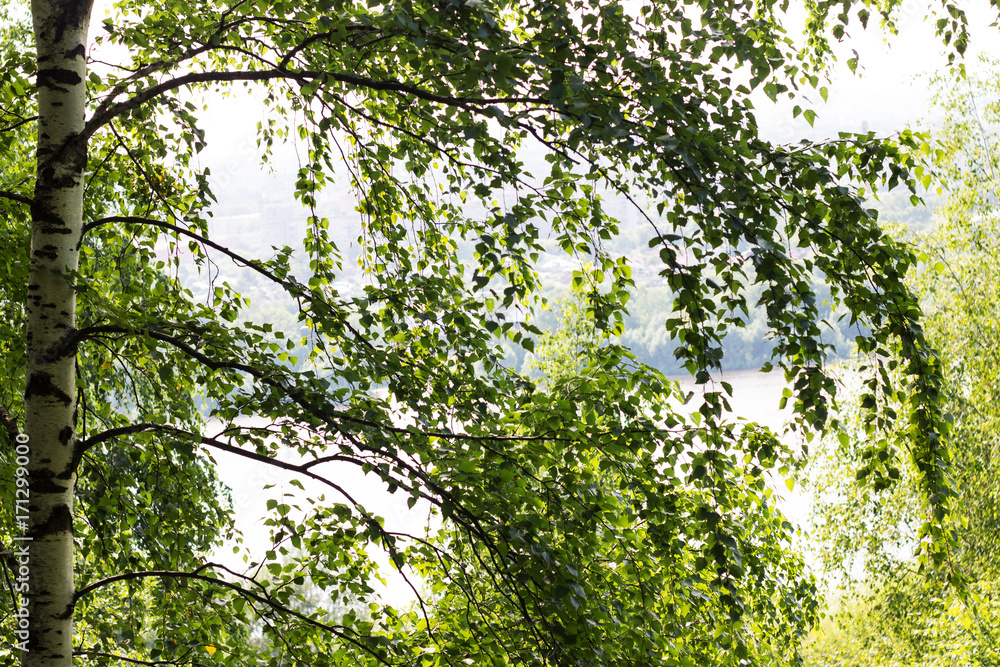 Fototapeta premium photos of nature.sky background and frame of leaves and branches of trees.